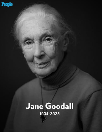 eruibr's tweet photo. Dr. Jane Goodall, the renowned conservationist and animal welfare advocate who became the world's foremost expert on chimpanzees after spending decades studying them in the wild in Tanzania's Gombe Stream National Park has died. https://t.co/QEAEnNgeKN