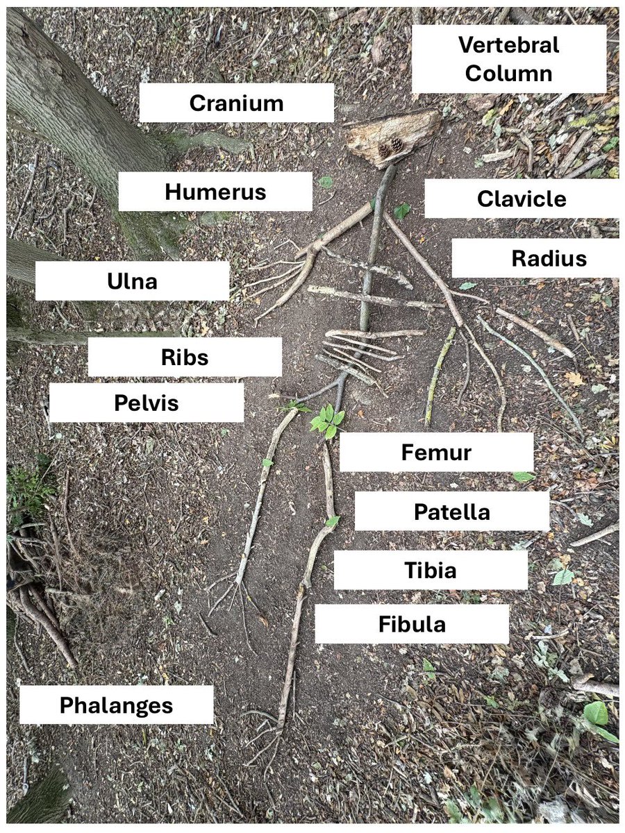 Outdoor Learning used natural objects to build a skeleton today and learn some of the bones! 🦴🌿🪾 <a href="/MrSandsHT/">Mr Sands</a>