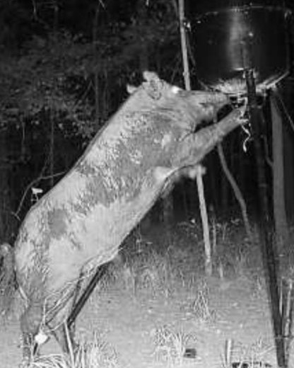 This Little Piggy Hit The Jackpot: Jimmy Cantrell, of Kennesaw, caught this big pig wreaking havoc on his land in Taliaferro County last year. The hog broke the dispenser and caused a waterfall of corn from this feeder.

Send in your trail-cam pictures to letters@gon.com.