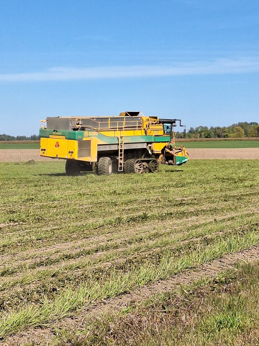 #agrisagronomy Lima bean harvest wrapping up at Chimo Farms and not in the rain