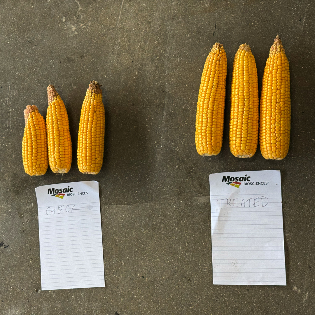 Crop_Nutrition's tweet image. Scouting season is still in full swing on #FrontierFields! Travel to Illinois, then up to Minnesota to see what Makenna Frantz and Harmon Wilts are discovering in their #BioPath trials. 👀​

Spoiler alert: We've got in-field insights from new guest stars, too. ⭐️