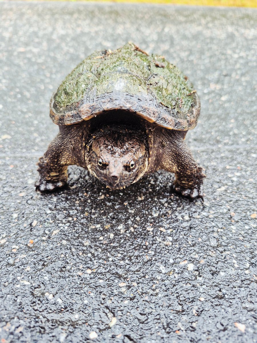 As we head into our peak fall season, a reminder that all wildlife big and small are still out on our roadways and on the move🐢  

Please watch out &amp; use caution while driving through our parks.  You never know what you might see along the road! 

#WildlifeWednesday