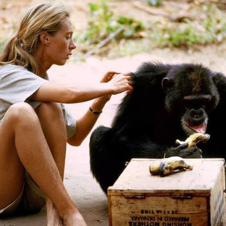 MocnyPetr62670's tweet photo. Ve věku 91 let zemřela britská bioložka Jane Goodallová. 

Její institut oznámil, že odešla přirozenou smrtí. Goodallová se proslavila celoživotním výzkumem chování šimpanzů, který prováděla v jejich přirozeném prostředí v tanzanském národním parku Gombe. https://t.co/VNT38Nx79V