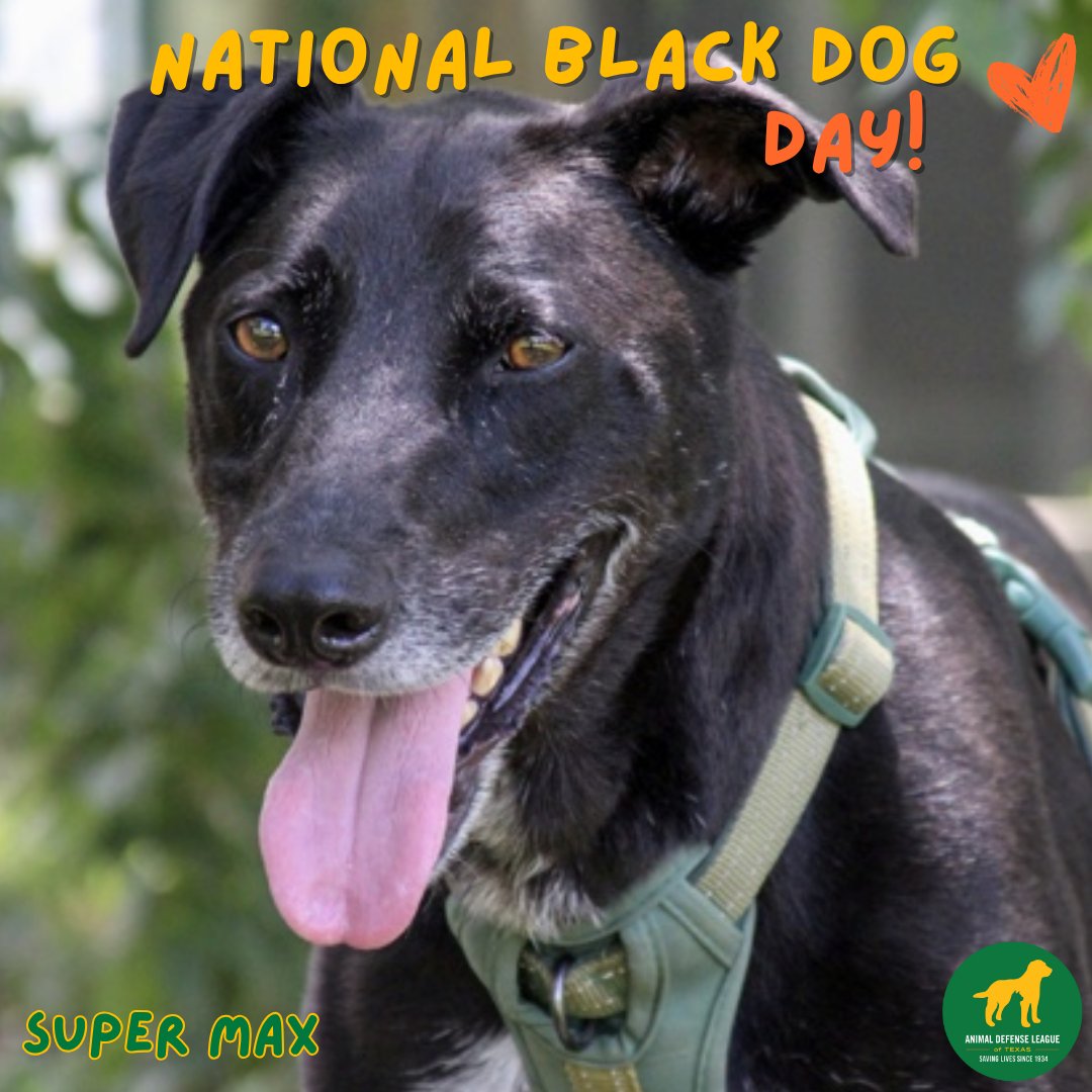 🖤
Did you know black dogs are often overlooked in shelters simply because of their coat color? It’s called “Black Dog Syndrome,” and it means they usually wait longer to be adopted. Right now, adoption fees are waived so there’s no better time to meet your new best friend!!