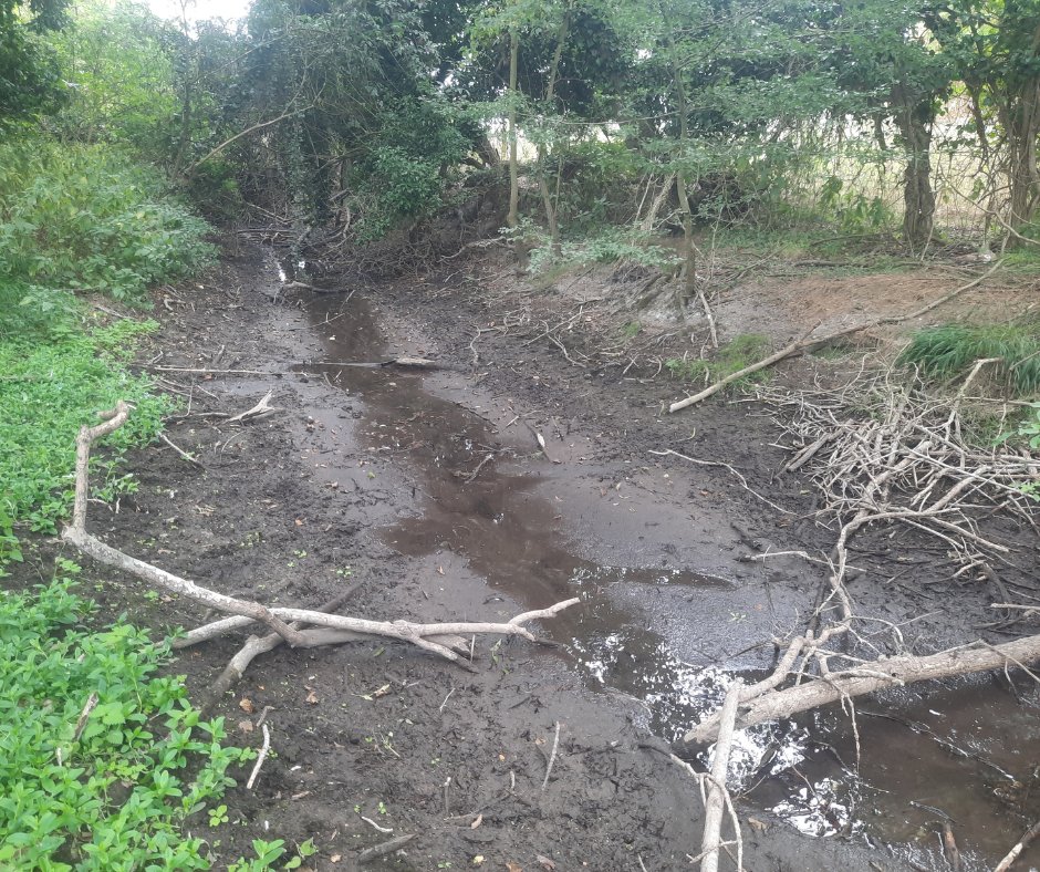 The Hoffer Brook, a small Cambridgeshire chalk stream, has been running worryingly low this summer. A year of unusually dry weather, plus water abstraction for local homes, has left wildlife in a perilous position. Read more in our latest blog: wildtrout.org/wttblog/drough…