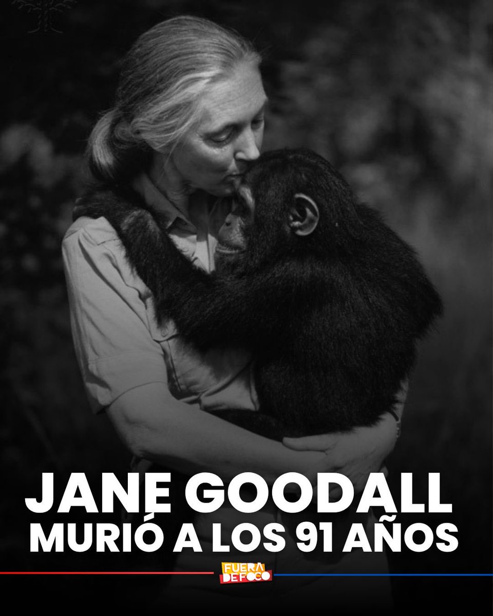 GabyMeza8's tweet photo. Lamentablemente se ha confirmado el triste fallecimiento de JANE GOODALL a los 91 años, famosa etóloga y antropóloga que investigó por años la vida de los primates en su entorno salvaje. Fue protagonista de decenas de documentales y tuvo una referencia en Los Simpson. https://t.co/OnH5AlPRKH