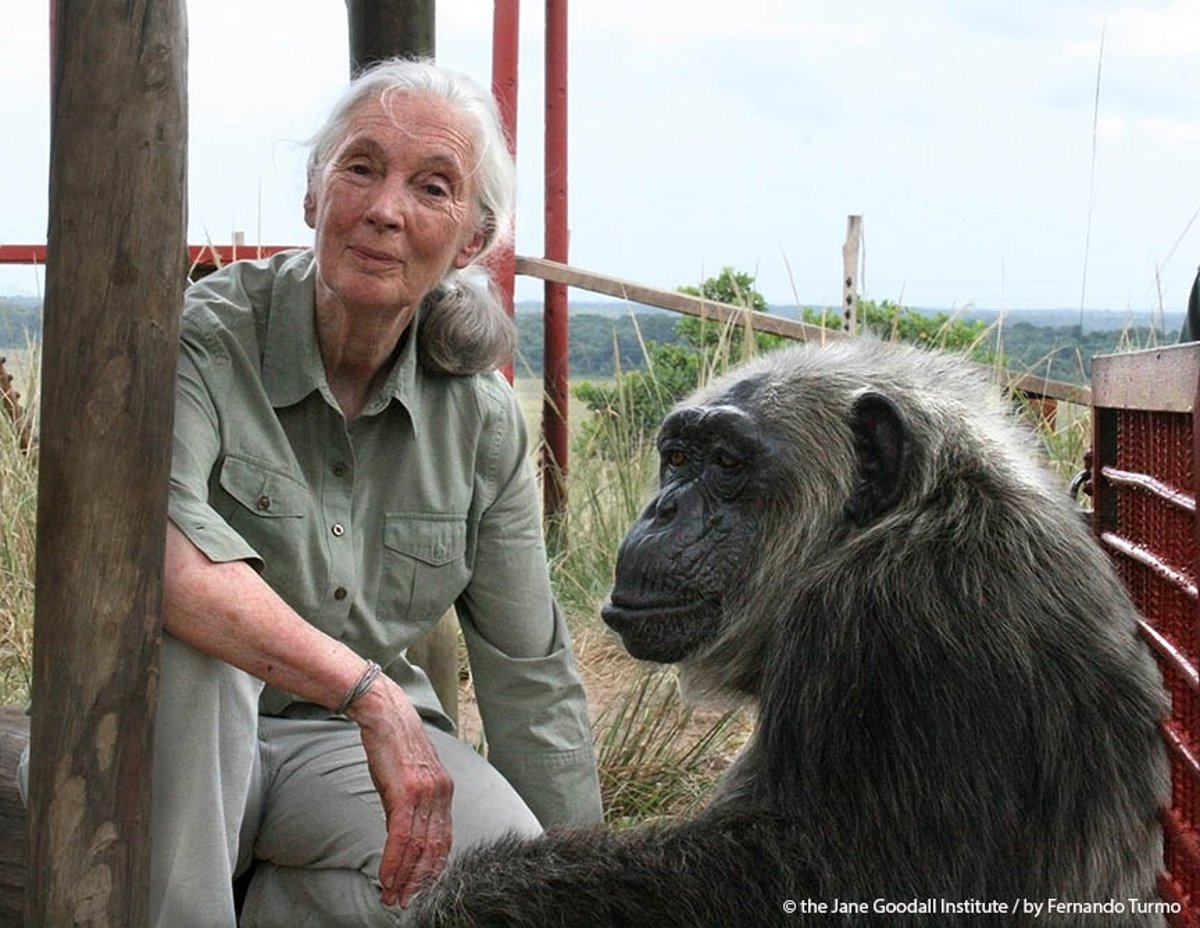 Fallece Jane Goodall, pionera en el estudio del comportamiento de los chimpancés 🦧 y referente mundial en la defensa de la naturaleza 🌍.

Su legado transformó la primatología y la lucha por la conservación ambiental.

👇
electomania.es