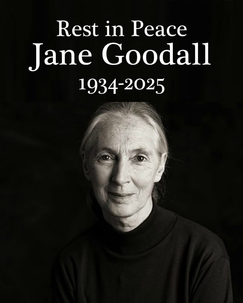 NavarraalNatura's tweet photo. Se nos va todo un referente en la #ecología y en la #ética.

Ahora, hoy, es cuando más falta nos hacen personas como ella.

Buen viaje, Raíz y Rama hermana.
😢

#JaneGoodall https://t.co/ft4OMQlMiO
