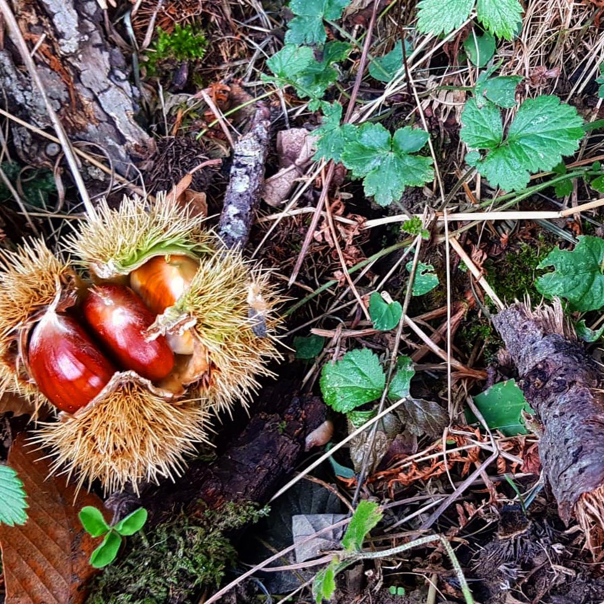 VisitTuscany's tweet photo. #ChestnutFestival
Join us in #Marradi for the #MarronBuono Exhibition Market: a true explosion of autumn flavours and colours! 🌰🍁 https://t.co/8nVUZyNojW https://t.co/PvGpmaY2vf
