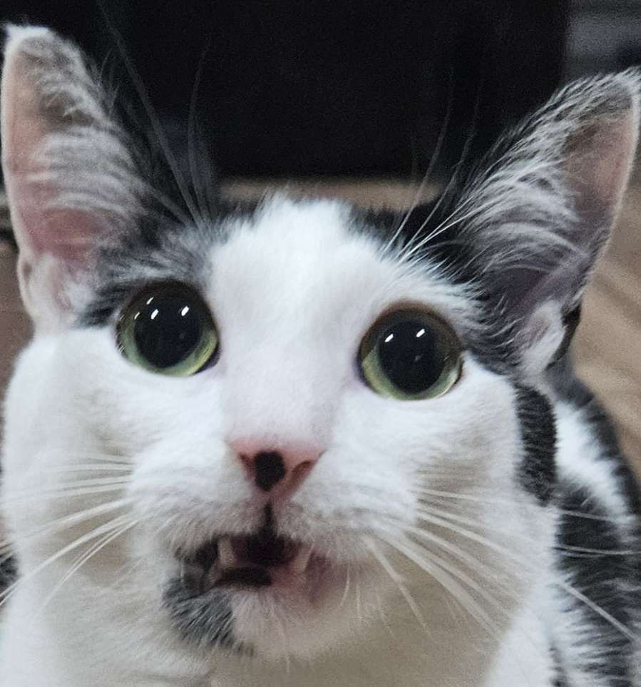 linkquidator_'s tweet image. This is my car. Please use these images as reaction images when you see fit thx