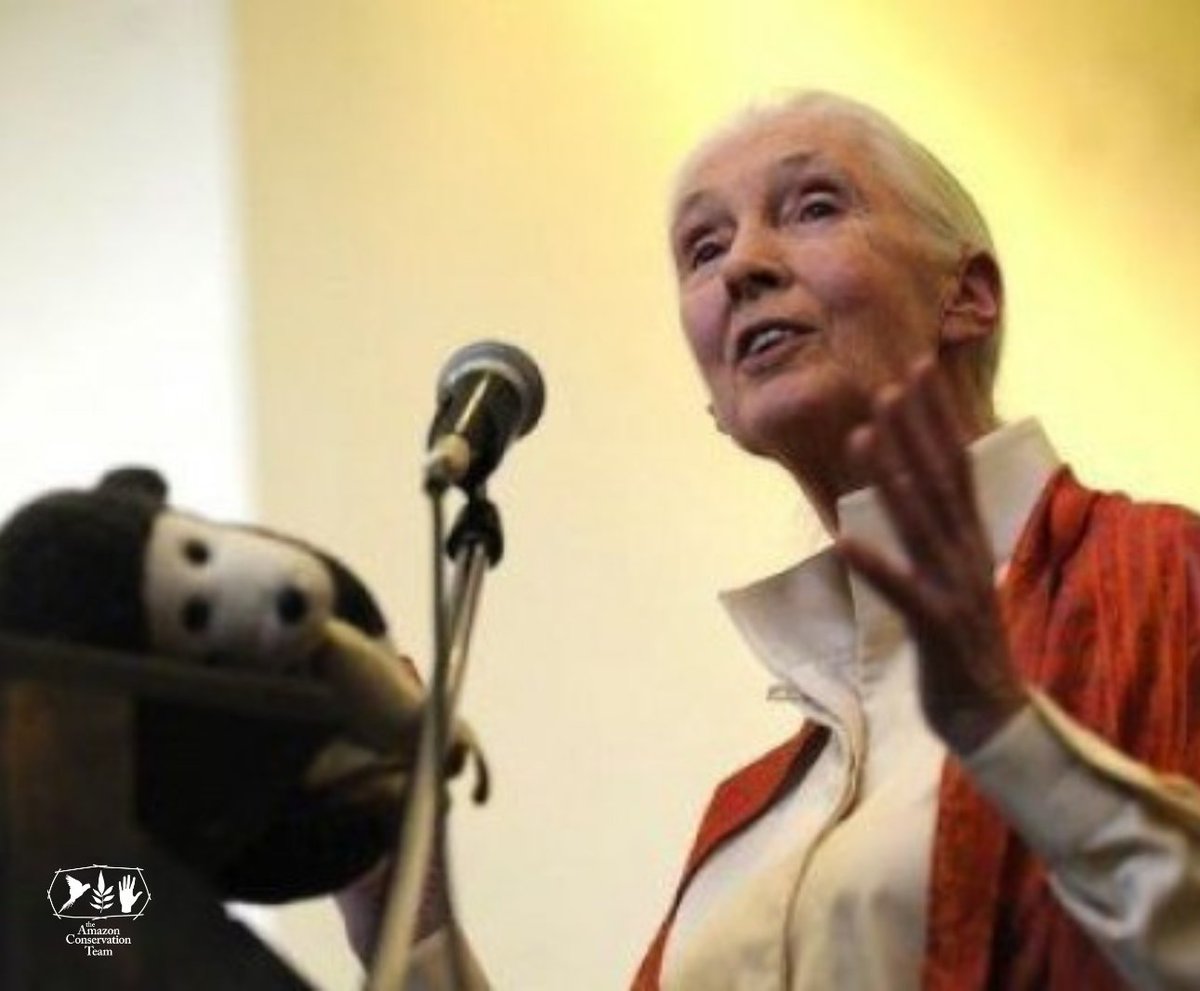 AmazonTeamOrg's tweet image. We are deeply saddened by the passing of Dr. Jane Goodall, a visionary scientist, conservationist, and founder of the Jane Goodall Institute. As a member of our Advisory Board, she inspired our work and reminded us of the profound connection between people and the natural world.…