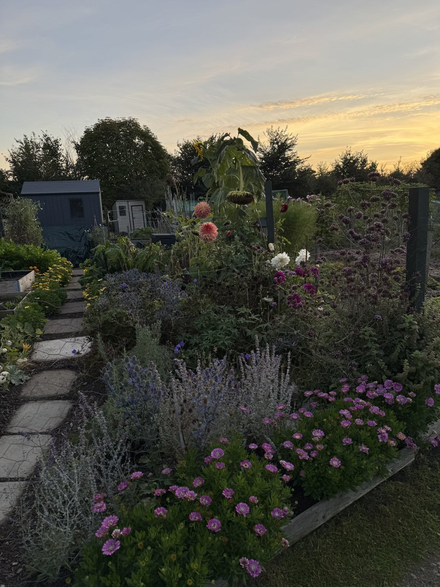 tjd19's tweet image. Autumn evenings drawing in down the allotment, quieter now as more plots are put to bed for Winter, so we see less people now (until next growing season)...still some pretty colours on the plot though and such a treat hearing the evening bird song 😊🍃🍂🌅 #plot24