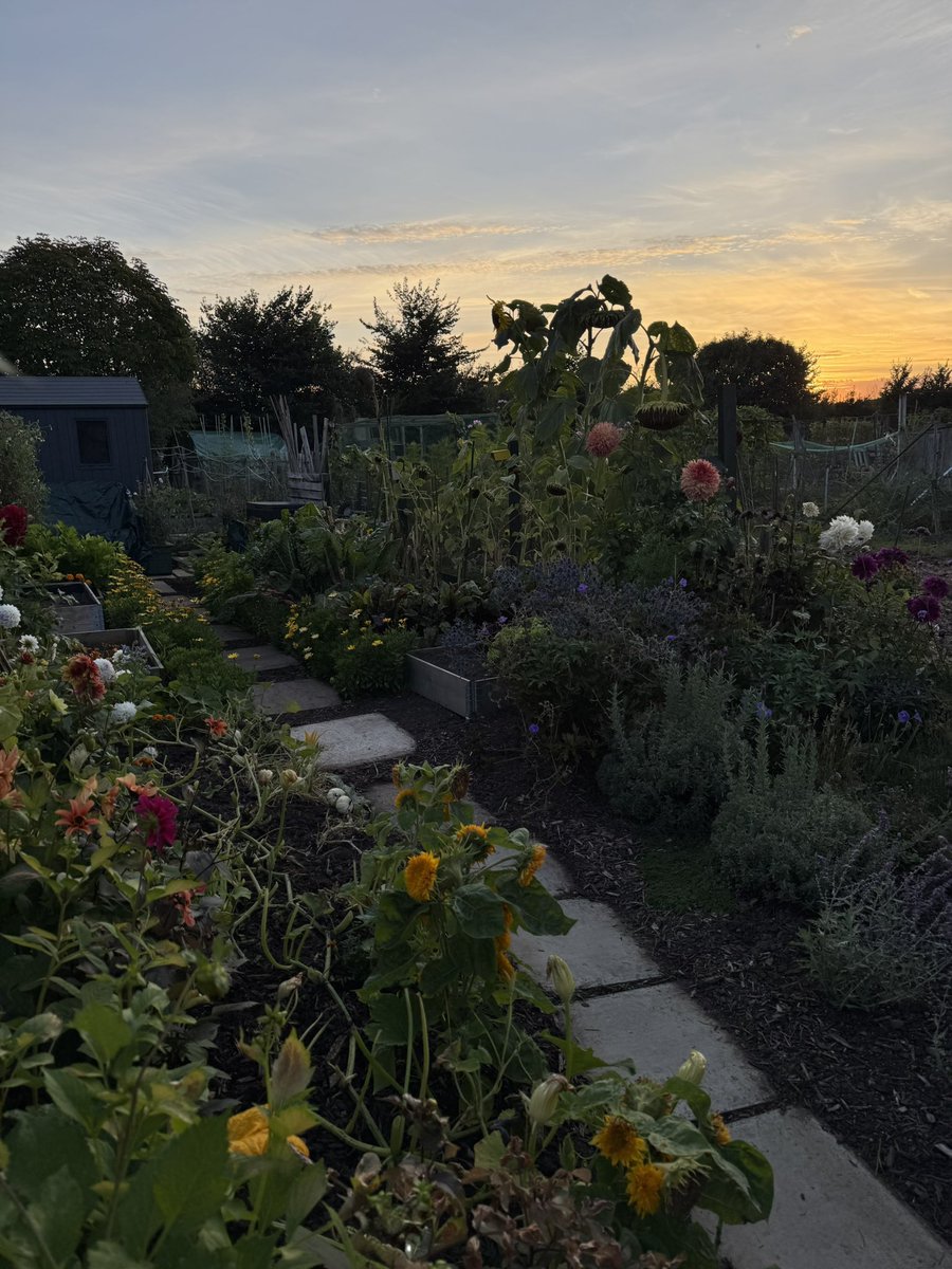 tjd19's tweet image. Autumn evenings drawing in down the allotment, quieter now as more plots are put to bed for Winter, so we see less people now (until next growing season)...still some pretty colours on the plot though and such a treat hearing the evening bird song 😊🍃🍂🌅 #plot24