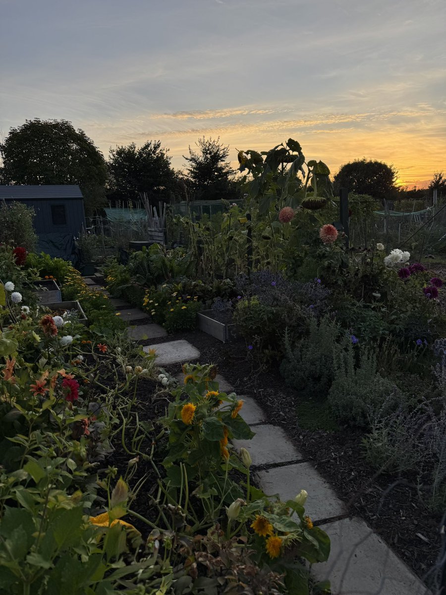 tjd19's tweet image. Autumn evenings drawing in down the allotment, quieter now as more plots are put to bed for Winter, so we see less people now (until next growing season)...still some pretty colours on the plot though and such a treat hearing the evening bird song 😊🍃🍂🌅 #plot24