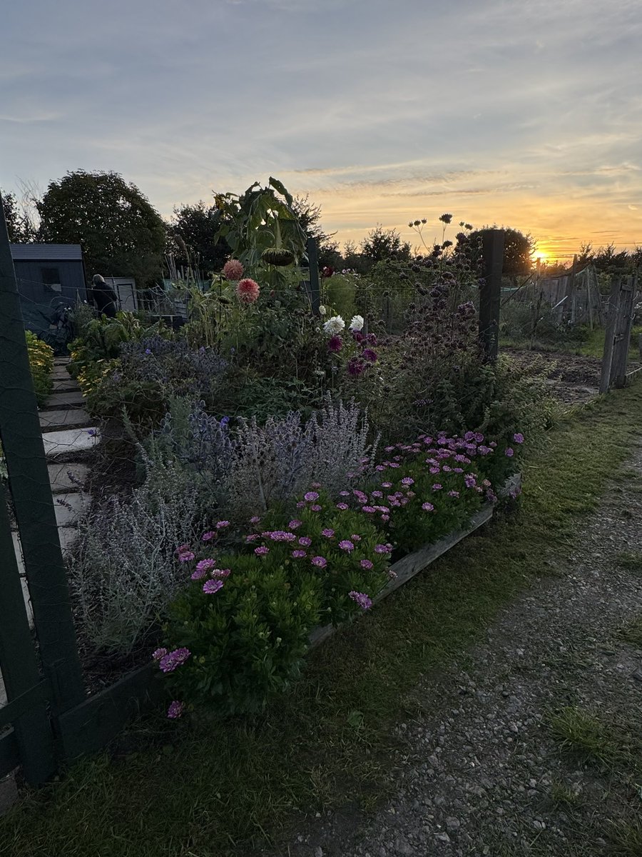 tjd19's tweet image. Autumn evenings drawing in down the allotment, quieter now as more plots are put to bed for Winter, so we see less people now (until next growing season)...still some pretty colours on the plot though and such a treat hearing the evening bird song 😊🍃🍂🌅 #plot24