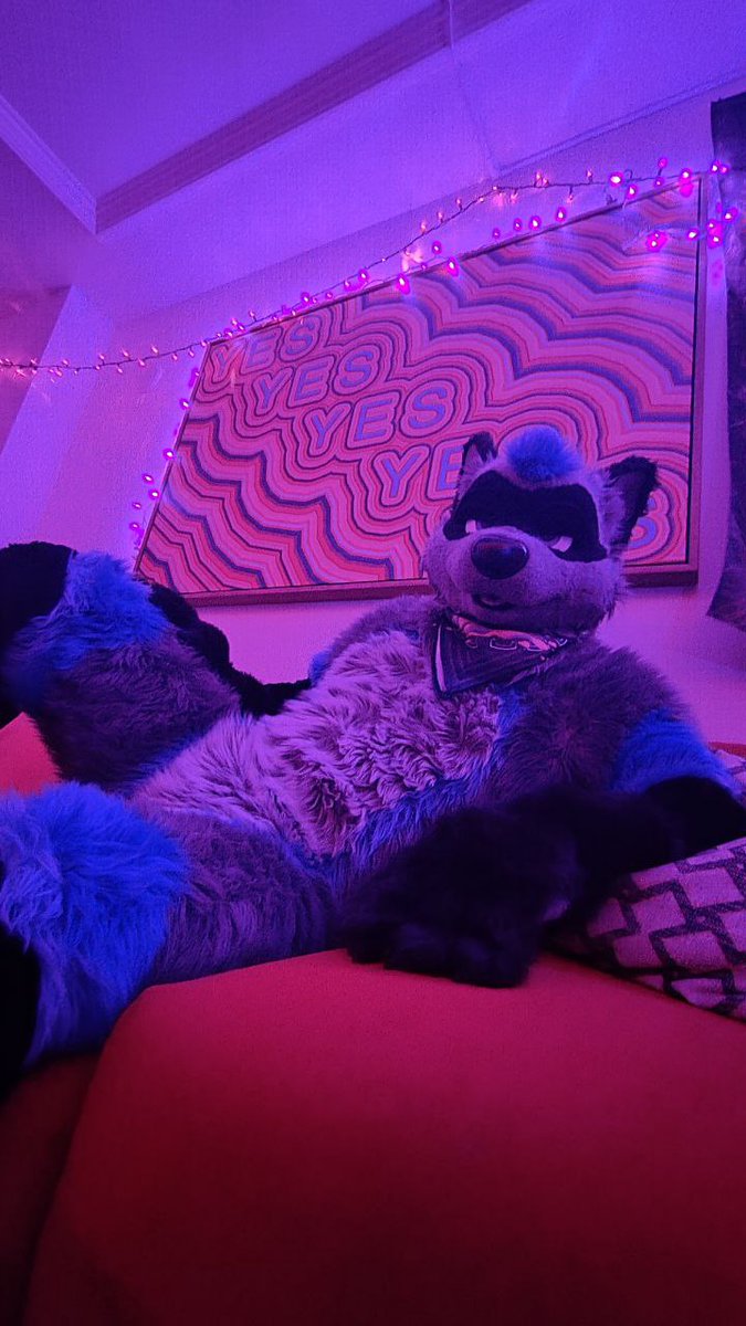 Nightcoon tweet media
