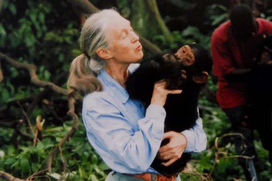 SOBLVD27's tweet photo. R.I.P Jane Goodall https://t.co/oqIigwS0Fp