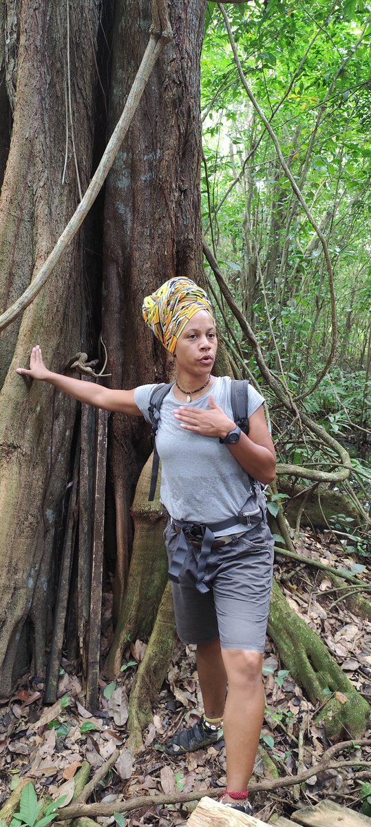 CGRichardSamuel's tweet photo. #EDD Projet "Racines en mouvement" porté par IUCN et Pôle Relais Zones Humides. Présentation aux 5è de @CGRichardSamuel par Angeline Lollia à Taonaba, la maison de la Mangrove, en présence des artistes. Découverte inspirante pour nos 29 ambassadeurs! @AcGuadeloupe @GuadeloupeEdd https://t.co/xZVXf5HzZ4