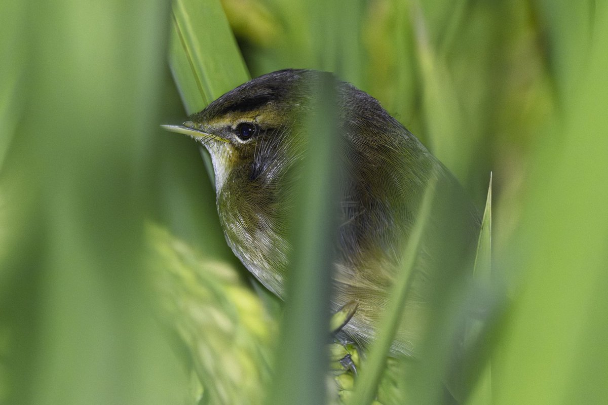 My first night bird watching. And I got a life of Black-browed Reed Warbler!
#BirdsSeenIn2025