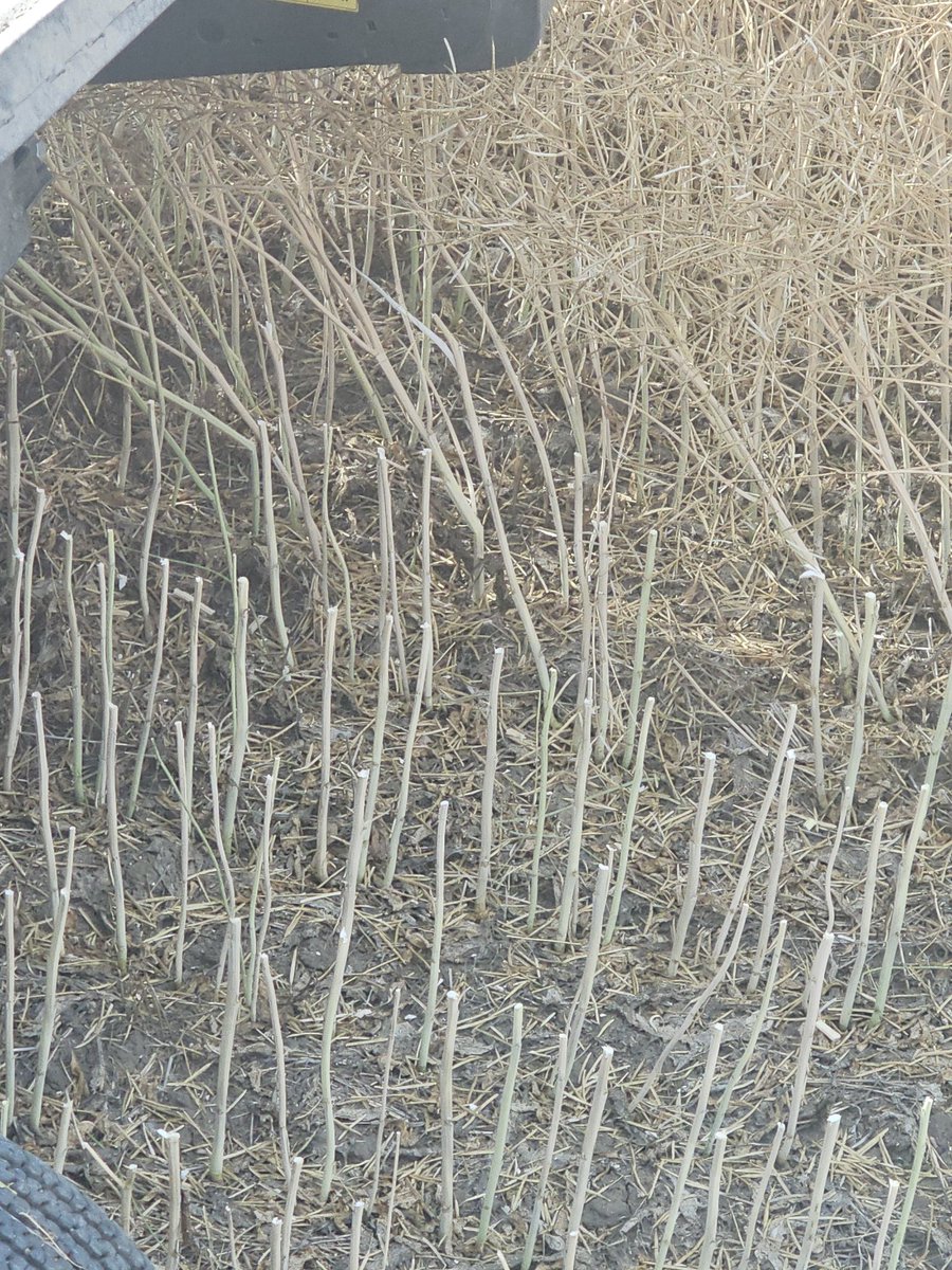 L350  DROPPING UP TO 30 BUSHELS  <a href="/BASF/">BASF</a>