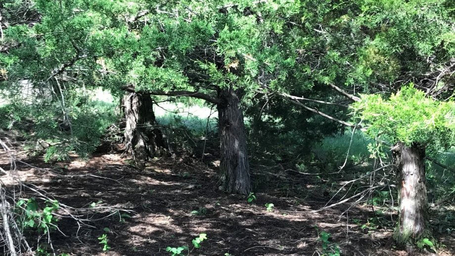 unlagrohort's tweet image. South Dakota’s grasslands are threatened by a “Green Glacier”—the spread of eastern redcedar. #UNLAgroHort’s Dirac Twidwell says prevention (like prescribed fire) is key. Without action, #grasslands, wildlife & ranching all suffer. go.unl.edu/ank7 #UNL