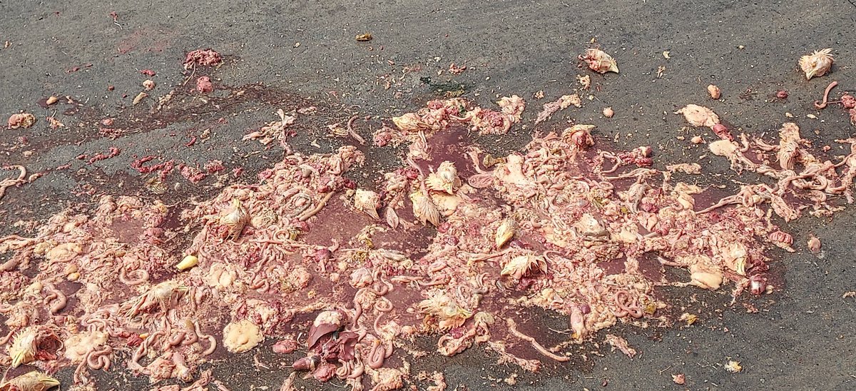 wesharman's tweet image. The glamour never ends out here! A pile of guts and actual chicken heads in the middle of the driveway at my shipper today.

Y'all flatbedders and tanker yankers don't know what you're missing! 🤣

#ReeferLife

#TruckerLife