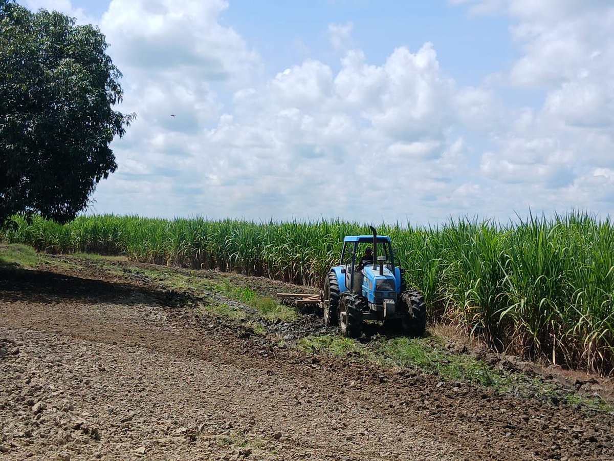 Iniciamos octubre, un mes muy especial para toda nuestra familia, pues estamos rumbo a sumar un nuevo aniversario

Hoy, nuestras labores incluyen el rastrillado en las guardarrayas de los lotes, tarea fundamental para preparar el terreno y asegurar la sanidad de nuestro cultivo.