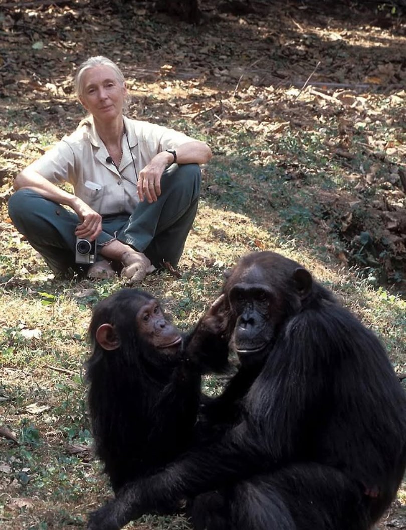 Murió la antropóloga Jane Goodall, reconocida por su investigación con chimpancés nexpanama.com/murio-la-antro… #NexNoticias