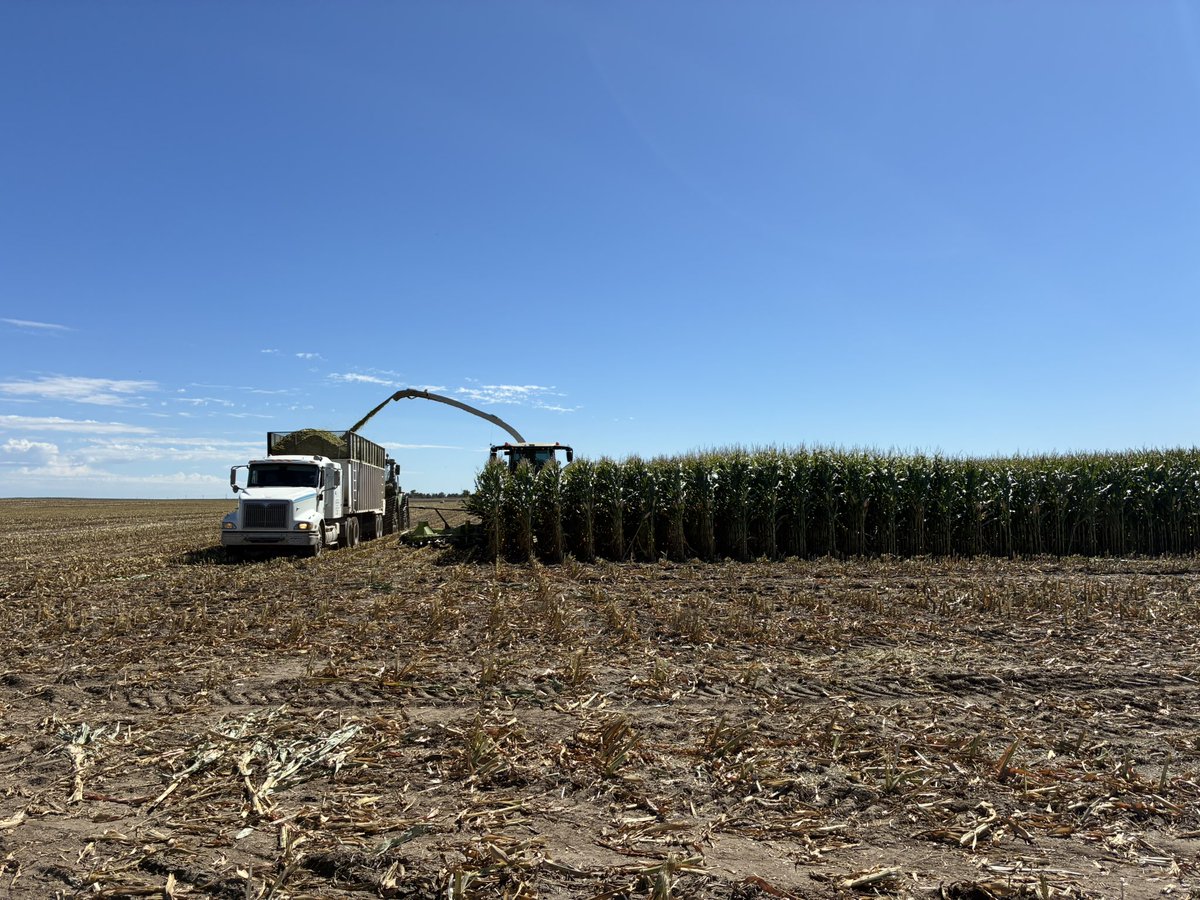 ronrob84's tweet photo. Stacking tons, Testing performance β
Built for the West!
π½
Focused on Agronomics & Yield in our silage hybrids!
@ChannelSeed Colorado Proven!
#Harvest25
#ChannelingUp
#RisetotheChallenge
#SSPRO
#PlacedtoPerform
#AllInAllSeason https://t.co/ONNx30VNBx