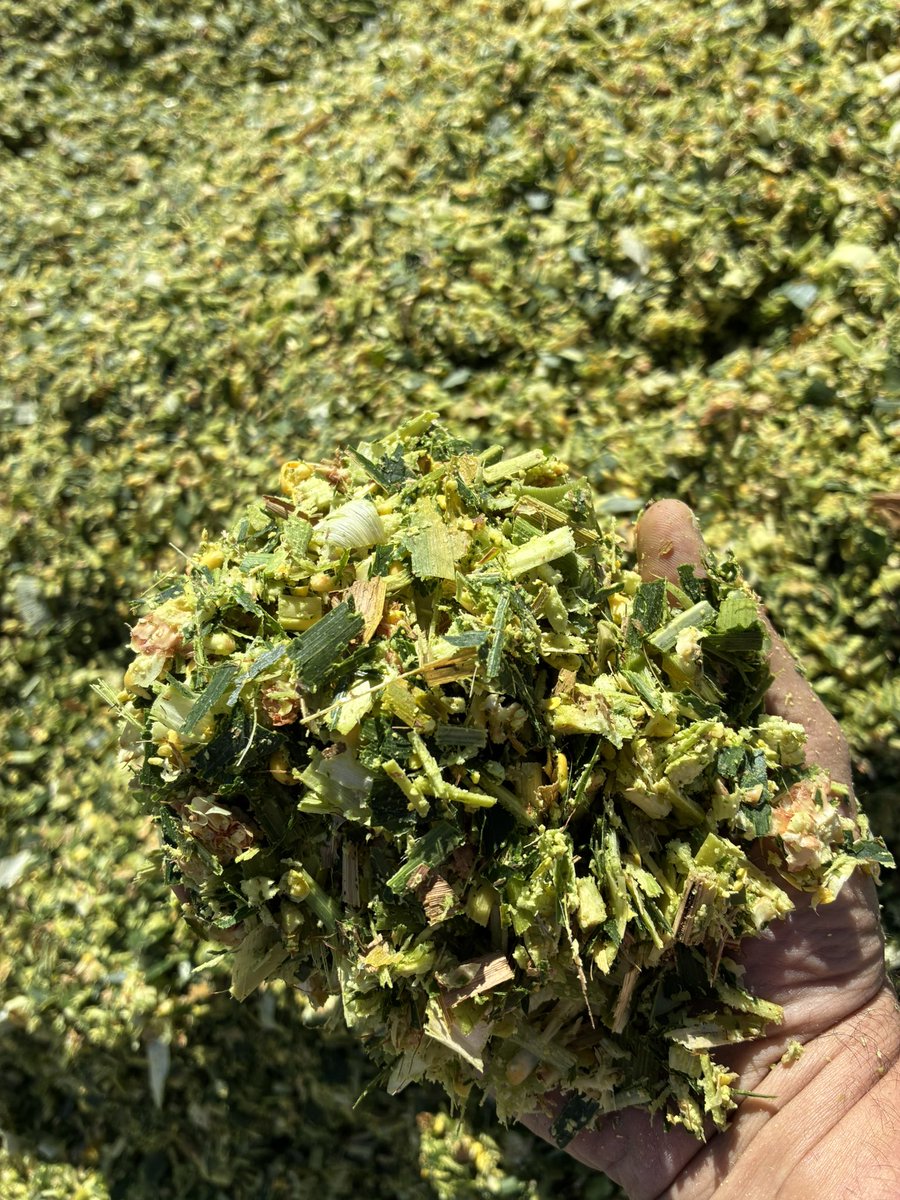 ronrob84's tweet photo. Stacking tons, Testing performance β
Built for the West!
π½
Focused on Agronomics & Yield in our silage hybrids!
@ChannelSeed Colorado Proven!
#Harvest25
#ChannelingUp
#RisetotheChallenge
#SSPRO
#PlacedtoPerform
#AllInAllSeason https://t.co/ONNx30VNBx