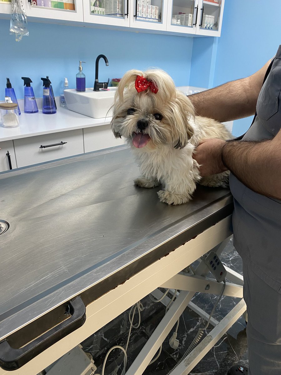 Nasılda mutlu birazdan iğne olcak şapşik 🫣💜🐶😂