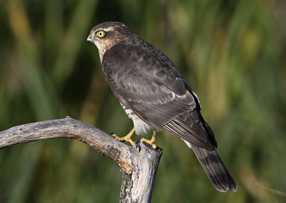 Bri Thompson (@bri66thomp) on Twitter photo Jack Snipe on Herriot's Pool, and Sparrowhawk Stratford hide
<a href="/bristolbirding/">BristolBirding</a> <a href="/CVLbirding/">Rich Andrews</a> Jack Snipe on Herriot's Pool, and Sparrowhawk Stratford hide
<a href="/bristolbirding/">BristolBirding</a> <a href="/CVLbirding/">Rich Andrews</a>