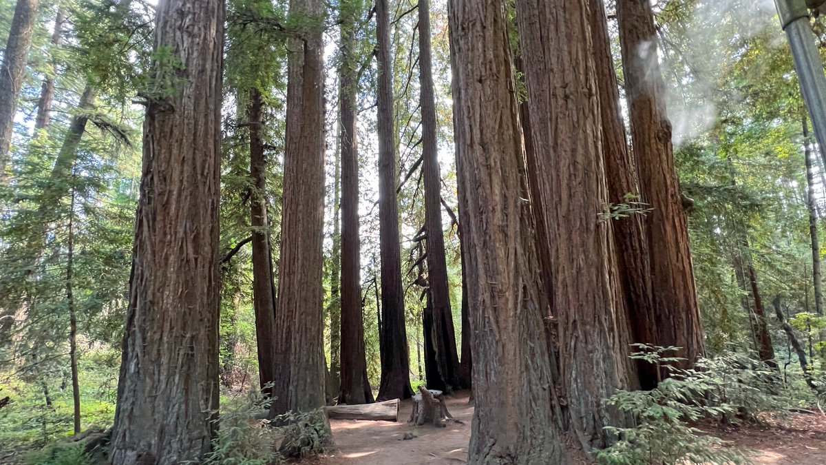 woodardcurran's tweet photo. Our San Jose, CA team kicked off fall with a memorable journey through the #RedwoodForest riding on the steam train @roaringcamp. It's outings like these that foster team bonding and reinforce our commitment to protecting our natural resources for future generations! #LifeAtWC https://t.co/l1f7c9yKAx