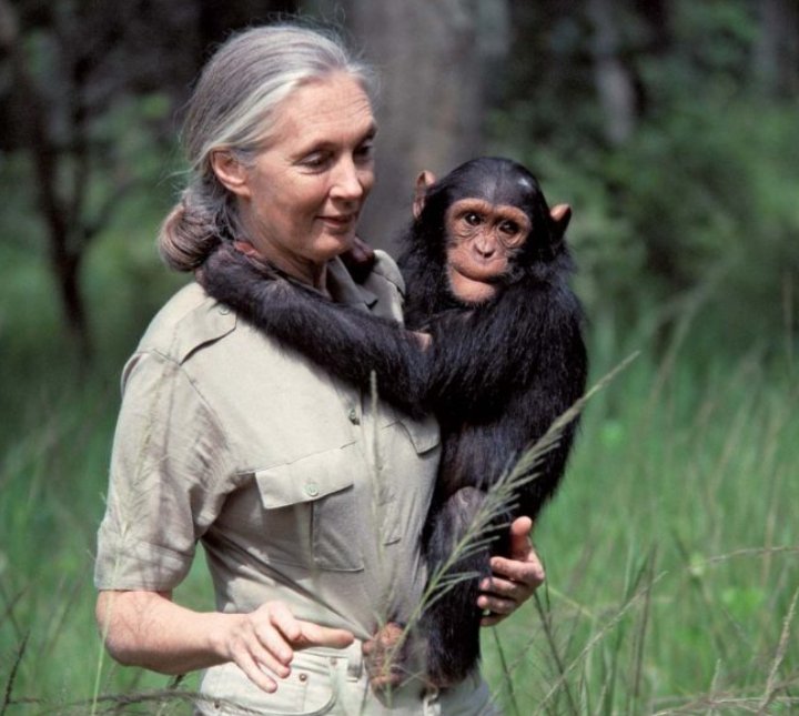 "Ci sono persone che non hanno il minimo rispetto già per gli altri esseri umani, figuriamoci per gli animali. C’è molto su cui dobbiamo lavorare, c’è ancora troppo razzismo, pregiudizio in giro, il divario tra chi ha e chi non ha, la corruzione dilagante."

Addio a Jane Goodall.