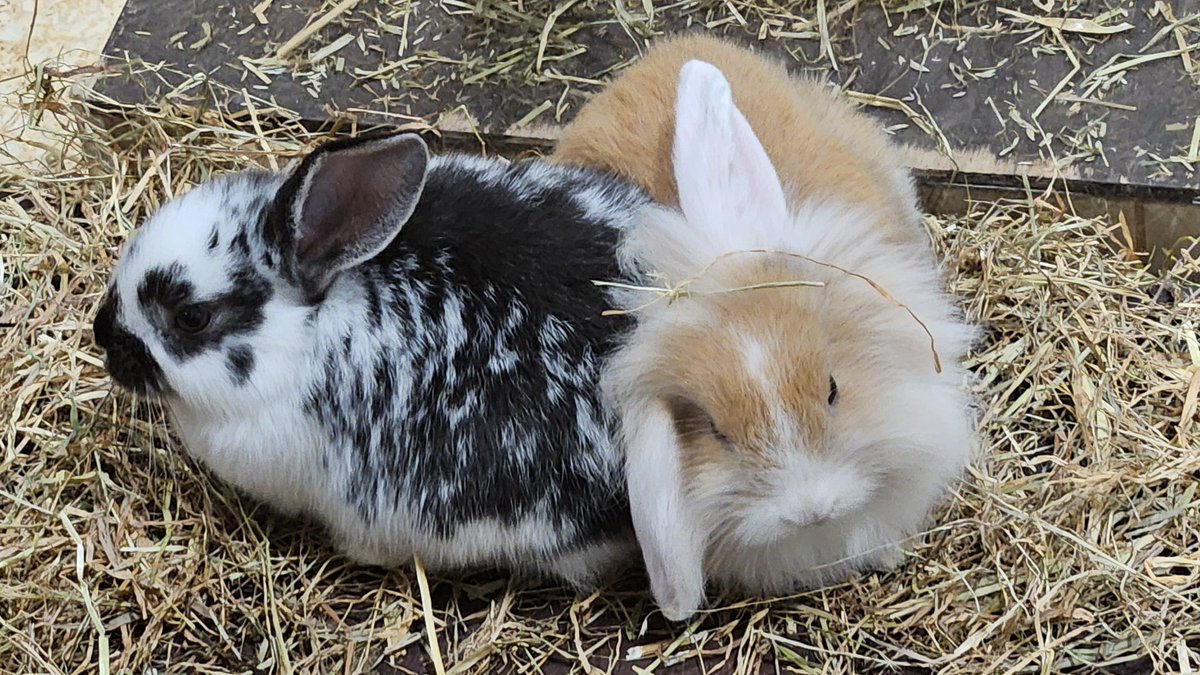 // STATE 2.7 SPOILERS

I lied this has nothing to do with state, I got bunnies! :3

Just wait until Rainebow finds out, they might try to eat my bunnies :<