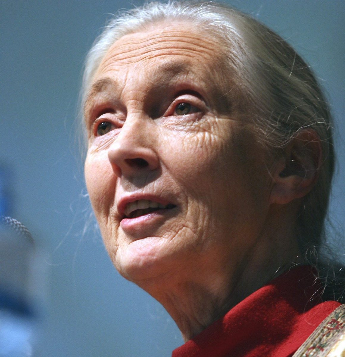 🔴Fallece Jane Goodall, icono de la primatología y el ecologismo

🗨️Carles Lalueza-Fox, director de <a href="/museuciencies/">MCNB</a>: "Sus trabajos cambiaron la percepción que teníamos de los chimpancés y tuvieron repercusión también en la paleoantropología" sciencemediacentre.es/fallece-jane-g…