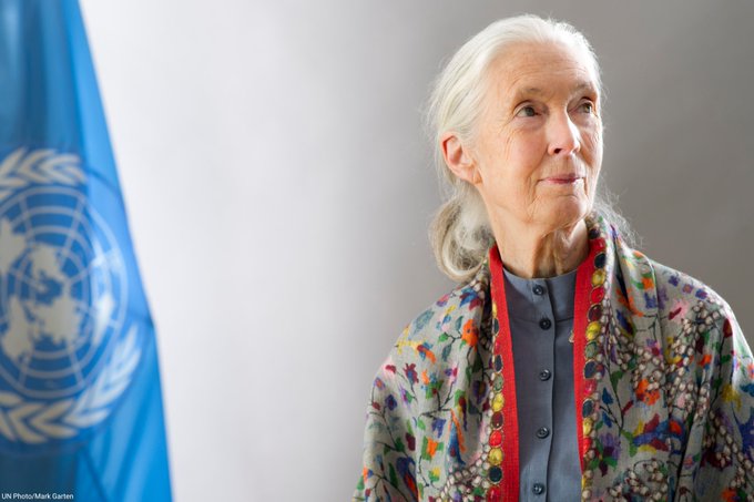 La famille des Nations Unies est profondément attristée d’apprendre le décès du Dr. Jane Goodall.

La défenseure de l'environnement et Messagère de la paix de l’ONU a travaillé sans relâche pour notre planète, laissant un héritage extraordinaire à l'humanité et à la nature.