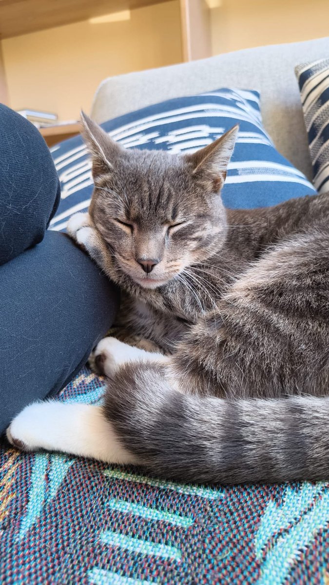 Apogs20's tweet image. Party time! 😼🎉 / Then nap 🥰