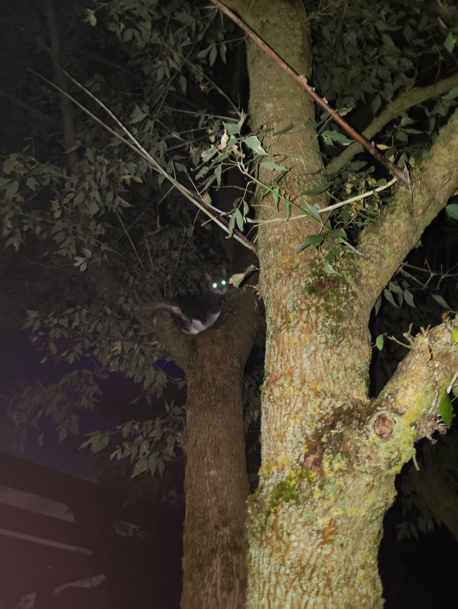 Apogs20's tweet image. Party time! 😼🎉 / Then nap 🥰