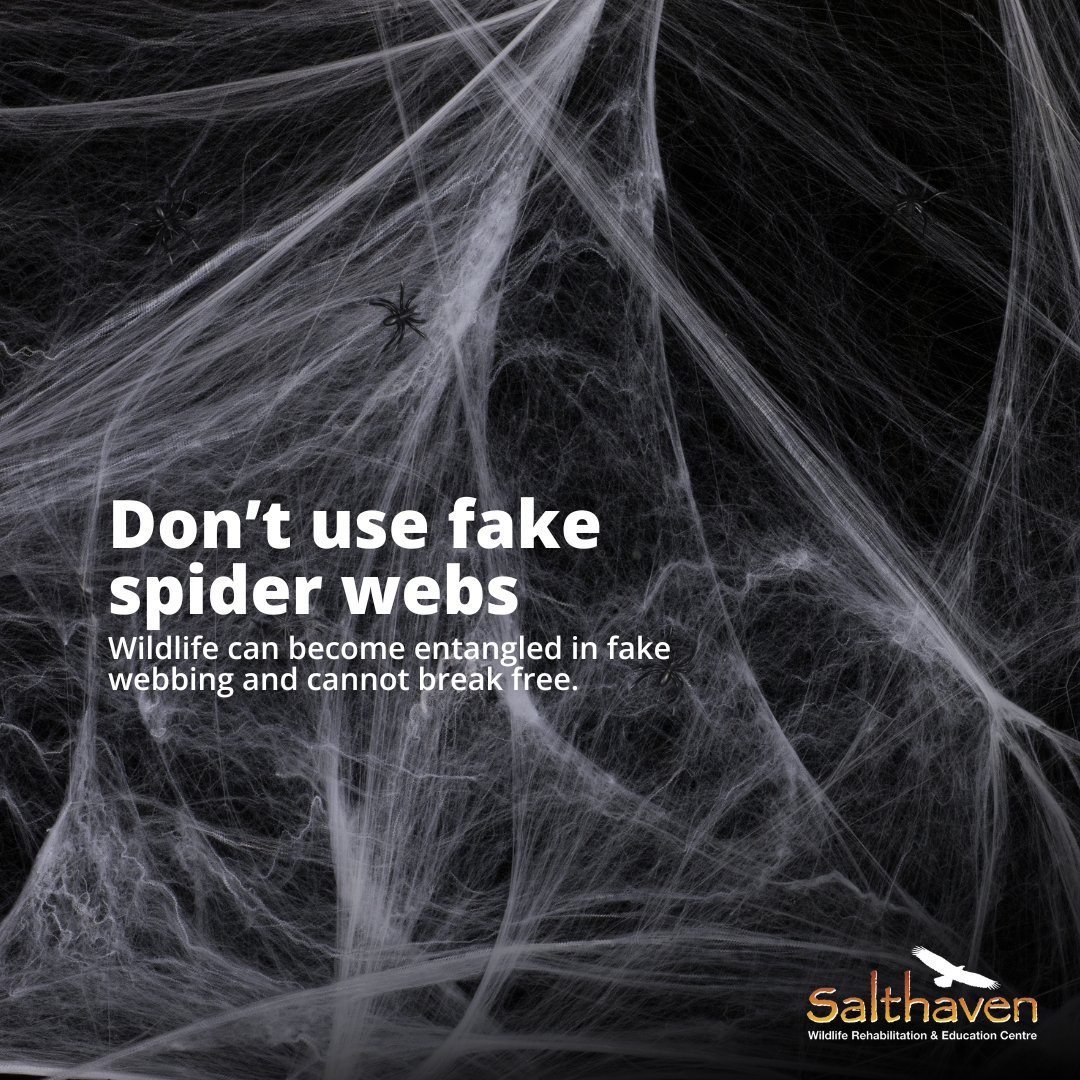 salthaven_org's tweet image. 🎃 #Halloween is nearly here, but some decorations can harm wildlife. With #fallmigration underway, thousands of birds are passing through. Keep lights soft, skip fake webs, avoid loops, and be mindful where you decorate.