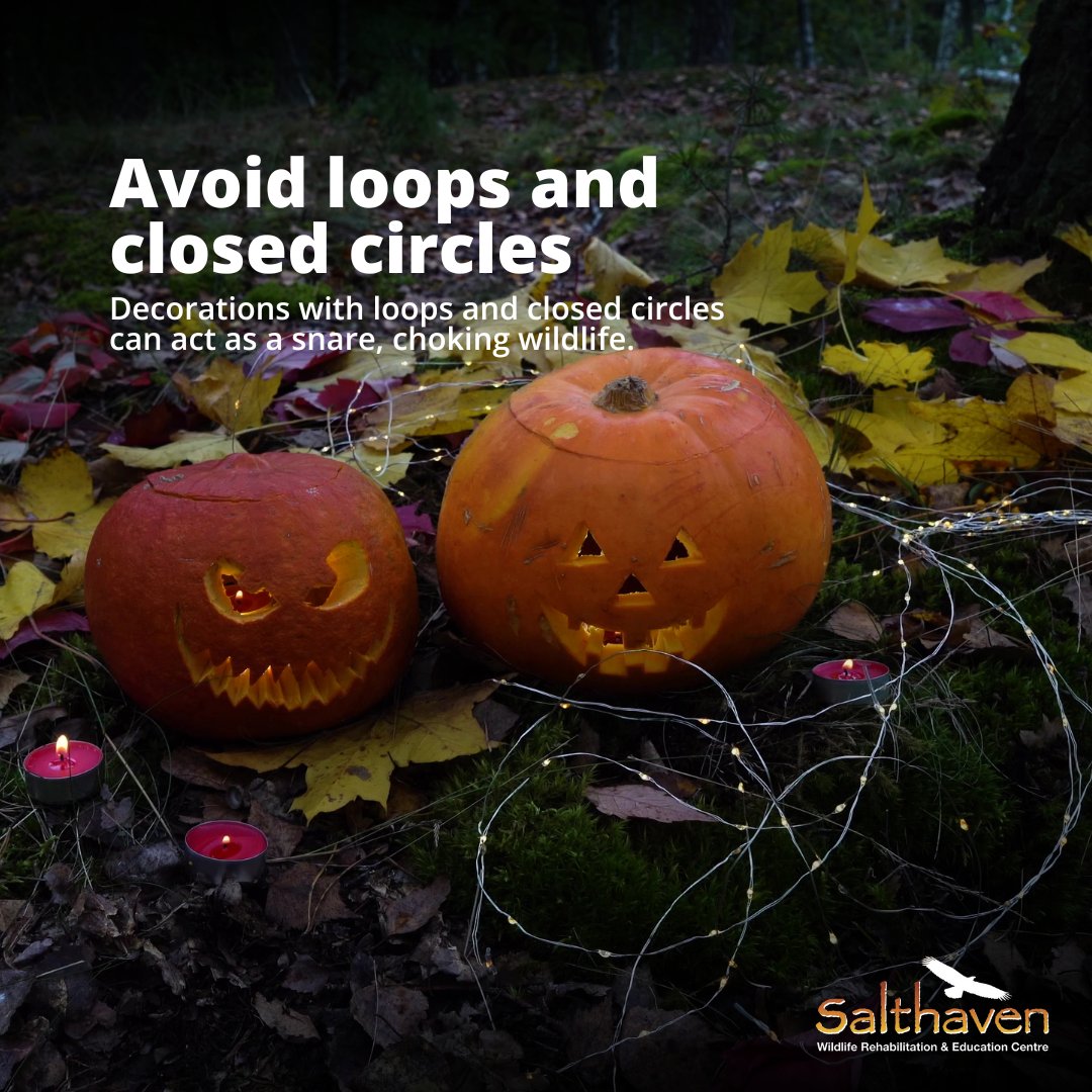 salthaven_org's tweet image. 🎃 #Halloween is nearly here, but some decorations can harm wildlife. With #fallmigration underway, thousands of birds are passing through. Keep lights soft, skip fake webs, avoid loops, and be mindful where you decorate.