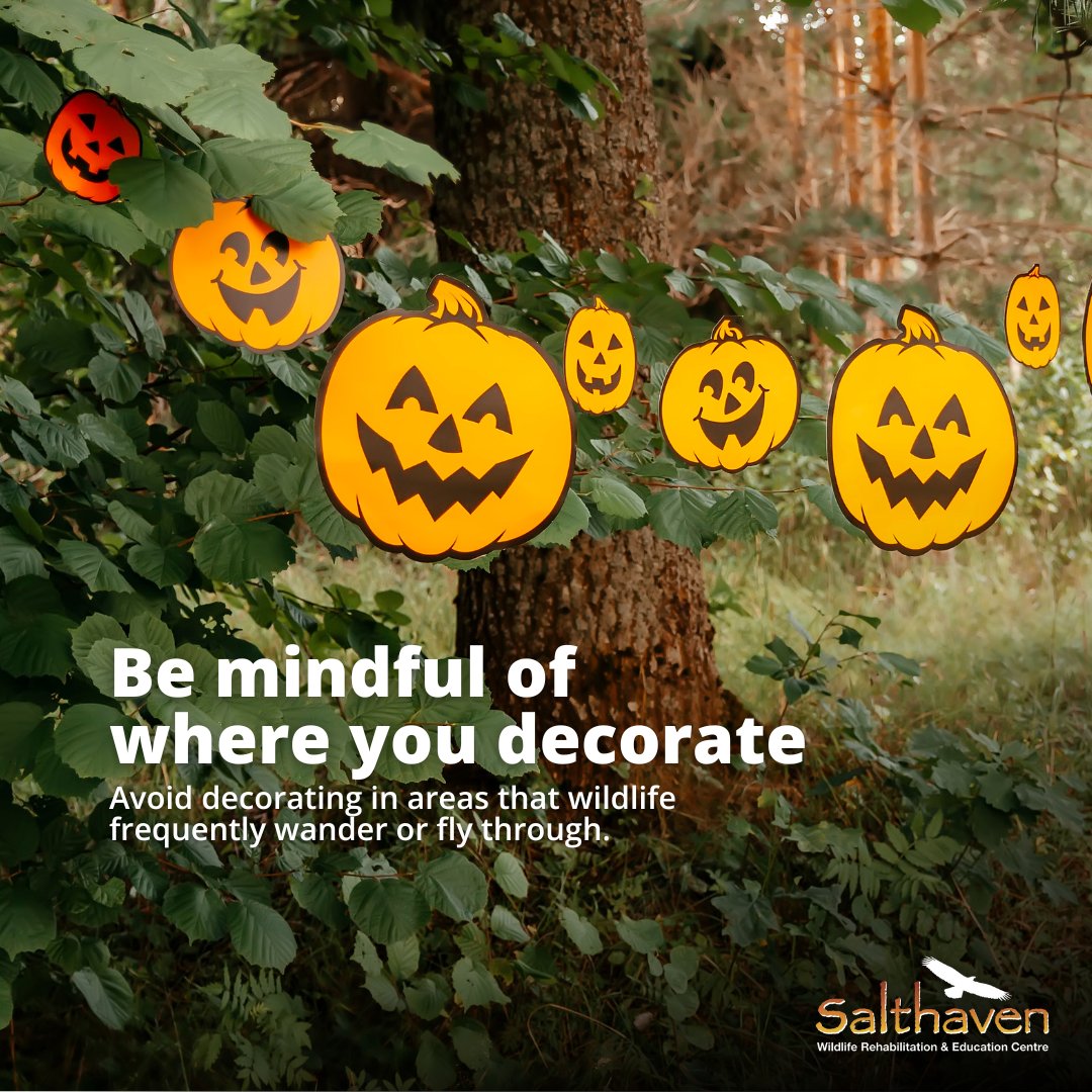 salthaven_org's tweet image. 🎃 #Halloween is nearly here, but some decorations can harm wildlife. With #fallmigration underway, thousands of birds are passing through. Keep lights soft, skip fake webs, avoid loops, and be mindful where you decorate.
