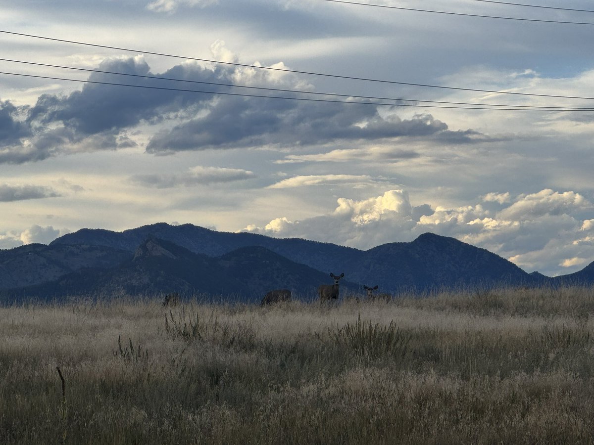 TheRealOD's tweet image. I love denver.