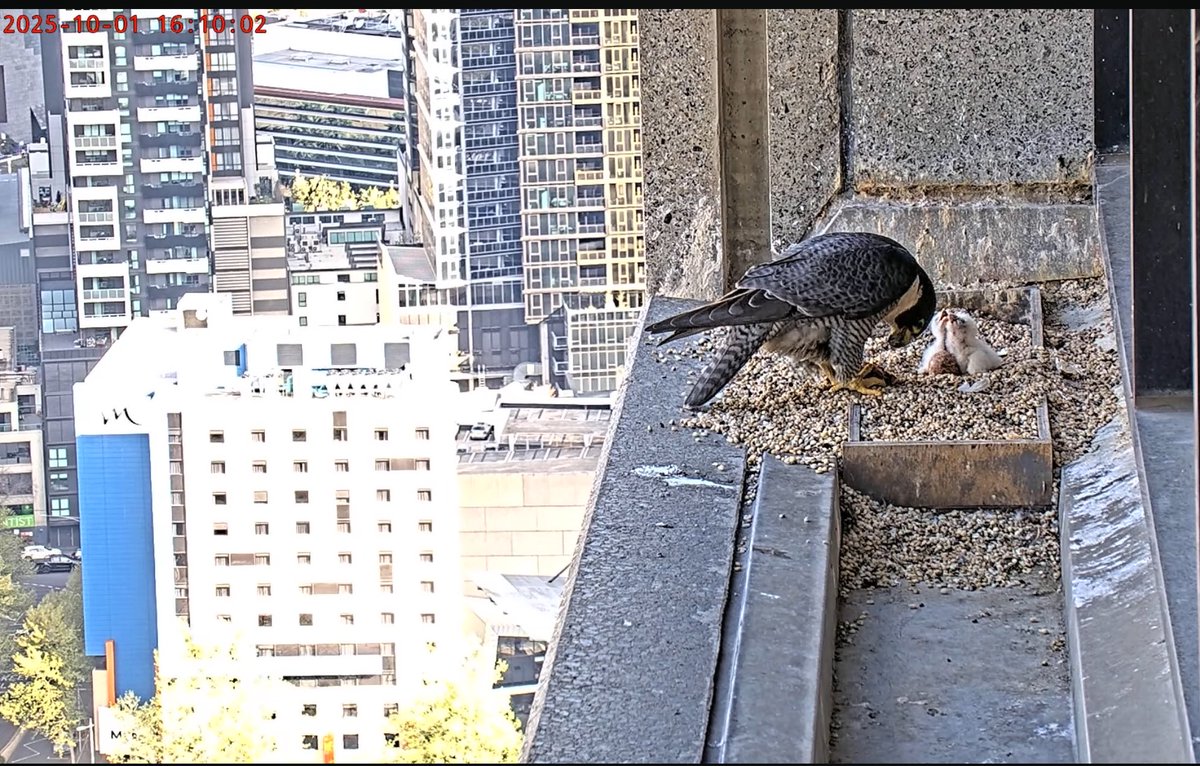 Falconwatch_'s tweet photo. Melbourne, Australia.
1st October 2025.
The 2nd chick has hatched 🐣 just 1 egg left 🤞
📸 367 Collins Falcons/YouTube https://t.co/YkTR8UwkiQ