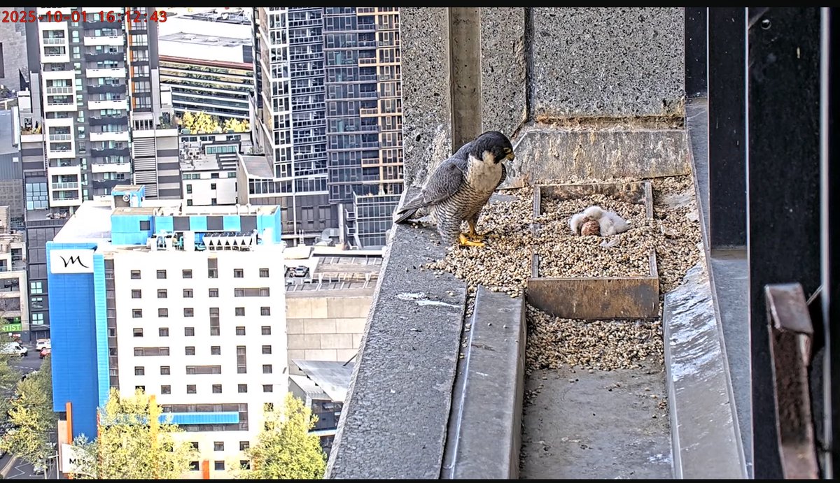 Falconwatch_'s tweet photo. Melbourne, Australia.
1st October 2025.
The 2nd chick has hatched 🐣 just 1 egg left 🤞
📸 367 Collins Falcons/YouTube https://t.co/YkTR8UwkiQ