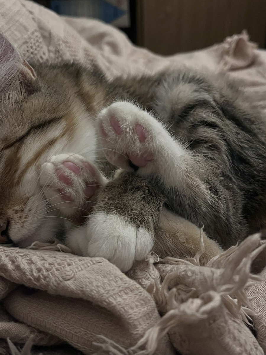 якщо у вас був важкий та довгий день, пропоную подивитись на нові фото сплячої киці кнопочки. вони знімають втому, долають стрес та покращують настрій

не дякуйте (дякуйте)