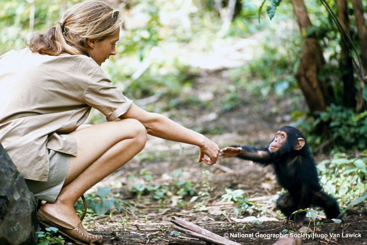 #JaneGoodall
Buen viaje Jane
