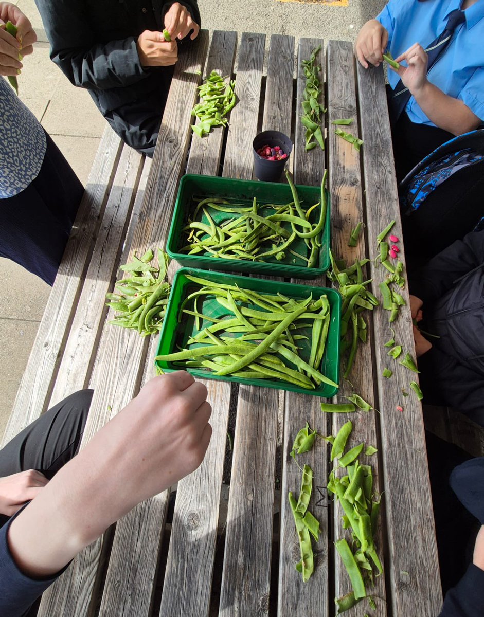 Outdoor learning: we have been busy harvesting runner beans, squash, potatoes &amp; onions (which have been used by our canteen). Pupils have also propogated over 150 strawberry🍓 plants, been saving seeds to plant next spring and filled new veg planters to extend our growing area 🌱