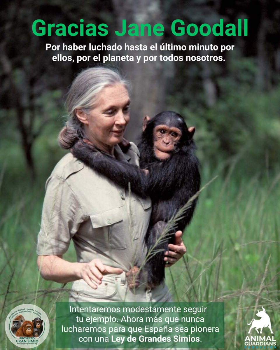 Animal Guardians (@animalguar) on Twitter photo Ha muerto Jane Goodall.
Sabia, serena, incansable.
Sin ella, el reconocimiento de los grandes simios habría tardado décadas más.
En su honor, junto a <a href="/ProyectoGranSim/">Proyecto Gran Simio</a> seguiremos luchando por una Ley de Grandes Simios.
#GraciasJane #LeyGrandesSimios #AnimalRights #JaneGoodall Ha muerto Jane Goodall.
Sabia, serena, incansable.
Sin ella, el reconocimiento de los grandes simios habría tardado décadas más.
En su honor, junto a <a href="/ProyectoGranSim/">Proyecto Gran Simio</a> seguiremos luchando por una Ley de Grandes Simios.
#GraciasJane #LeyGrandesSimios #AnimalRights #JaneGoodall