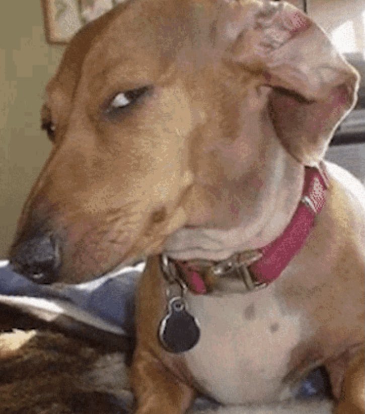 Loukia Louka Borrell 🇺🇲🇨🇾 (@loukiaborrell) on Twitter photo Follow these folks or your dog will be looking at you like this: <a href="/zindaily/">ZiN Daily Literary Magazine</a> <a href="/everscribemag/">Everscribe Magazine</a> <a href="/fahmidangroup/">Fahmidan Journal- Journal Issue 24 SUBS OPEN</a> <a href="/gopallahiri/">Gopal Lahiri</a> <a href="/happymil_/">Mileva Anastasiadou 🍉</a> <a href="/DoorIsAJarMag/">Door Is A Jar Literary Magazine</a> <a href="/fatgreekodyssey/">Marjory McGinn, Author</a> <a href="/bloominonionlit/">The Bloomin’ Onion | **SUBMISSIONS ALWAYS OPEN**</a> <a href="/PetarPenda1/">Petar Penda</a> <a href="/madridlitmag/">The Madrid Review</a> Follow these folks or your dog will be looking at you like this: <a href="/zindaily/">ZiN Daily Literary Magazine</a> <a href="/everscribemag/">Everscribe Magazine</a> <a href="/fahmidangroup/">Fahmidan Journal- Journal Issue 24 SUBS OPEN</a> <a href="/gopallahiri/">Gopal Lahiri</a> <a href="/happymil_/">Mileva Anastasiadou 🍉</a> <a href="/DoorIsAJarMag/">Door Is A Jar Literary Magazine</a> <a href="/fatgreekodyssey/">Marjory McGinn, Author</a> <a href="/bloominonionlit/">The Bloomin’ Onion | **SUBMISSIONS ALWAYS OPEN**</a> <a href="/PetarPenda1/">Petar Penda</a> <a href="/madridlitmag/">The Madrid Review</a>